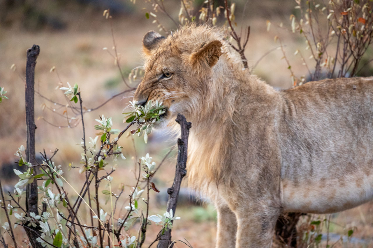 A young male lion with a scraggly mane investigates some flowers.