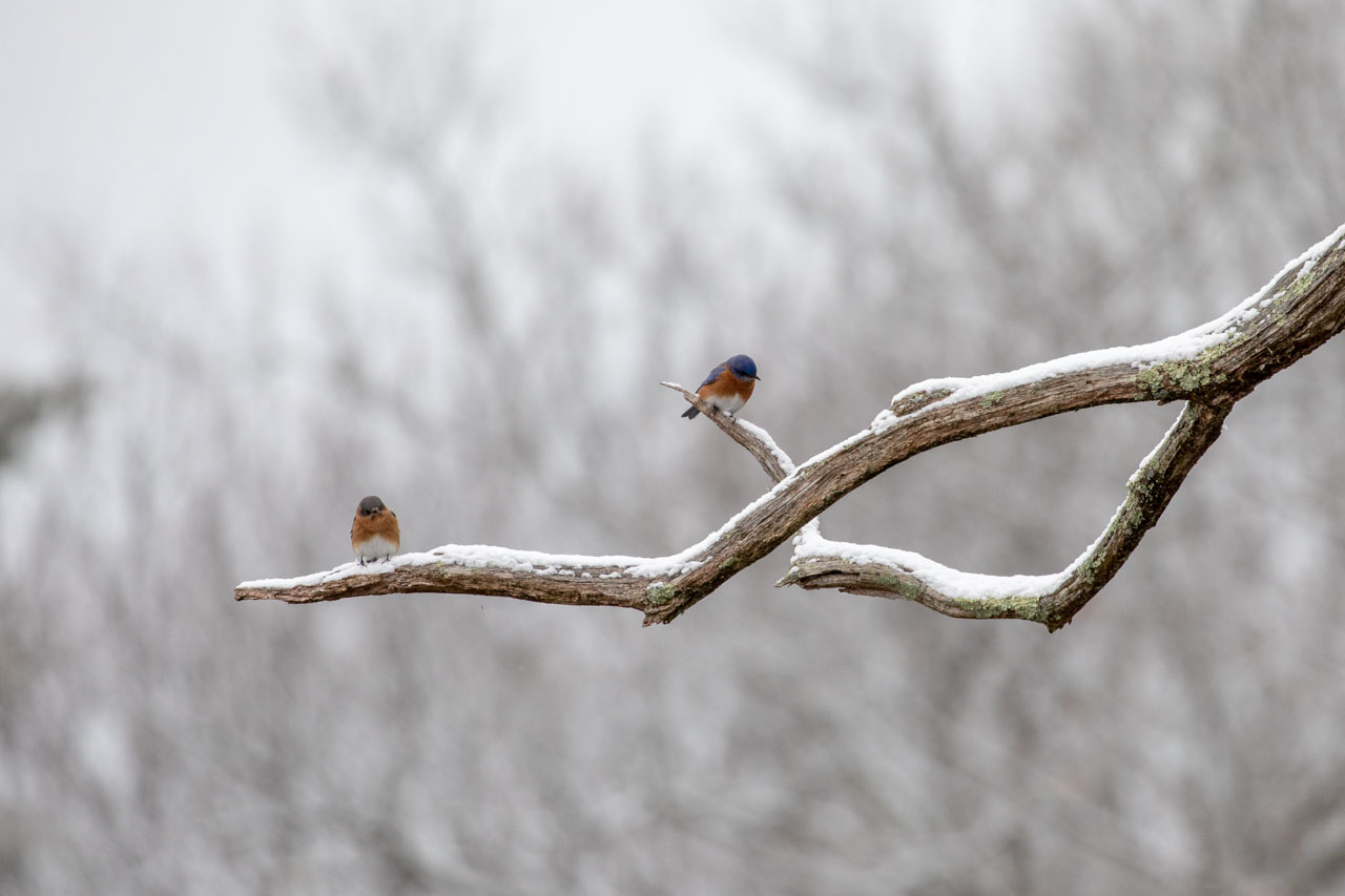 snowy morning bluebirds