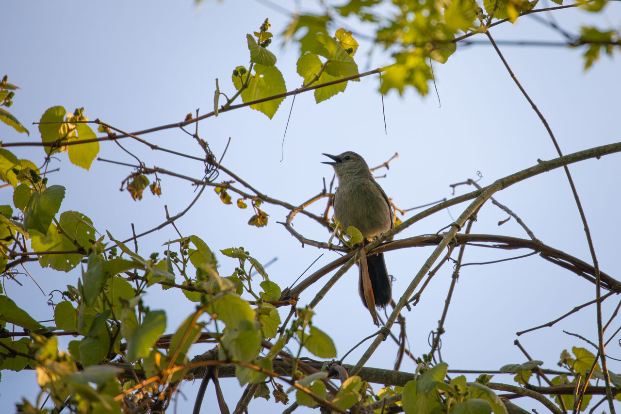 the catbird & the glow