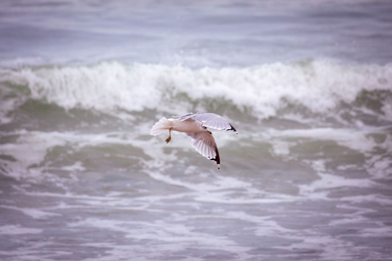 foraging on the shores of dreamtime