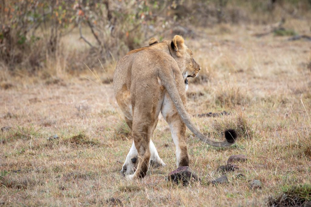 A photograph of a female lion from behind, as she turns to confront another lion. her tail swings out to the side and her mouth is slightly open.