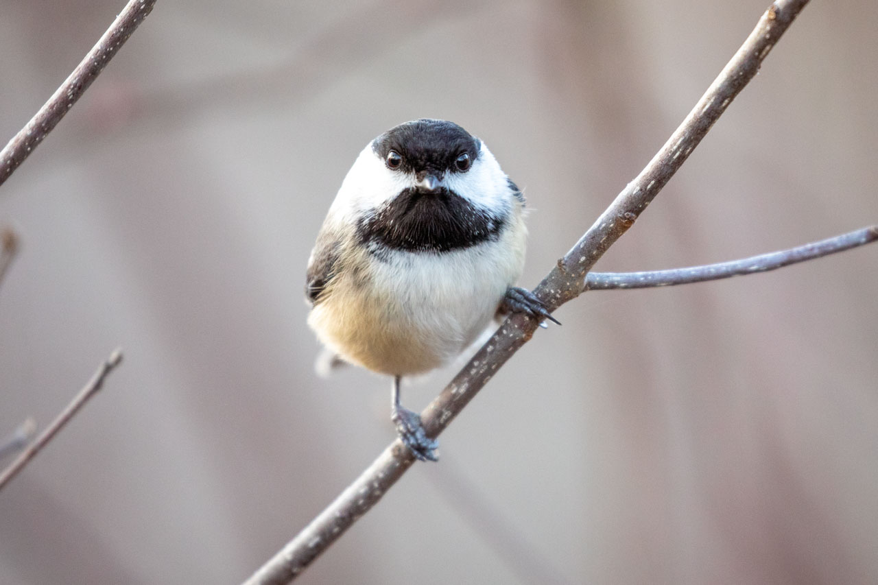 a chickadee stares dead straight at the camera, their eyes tightly focused